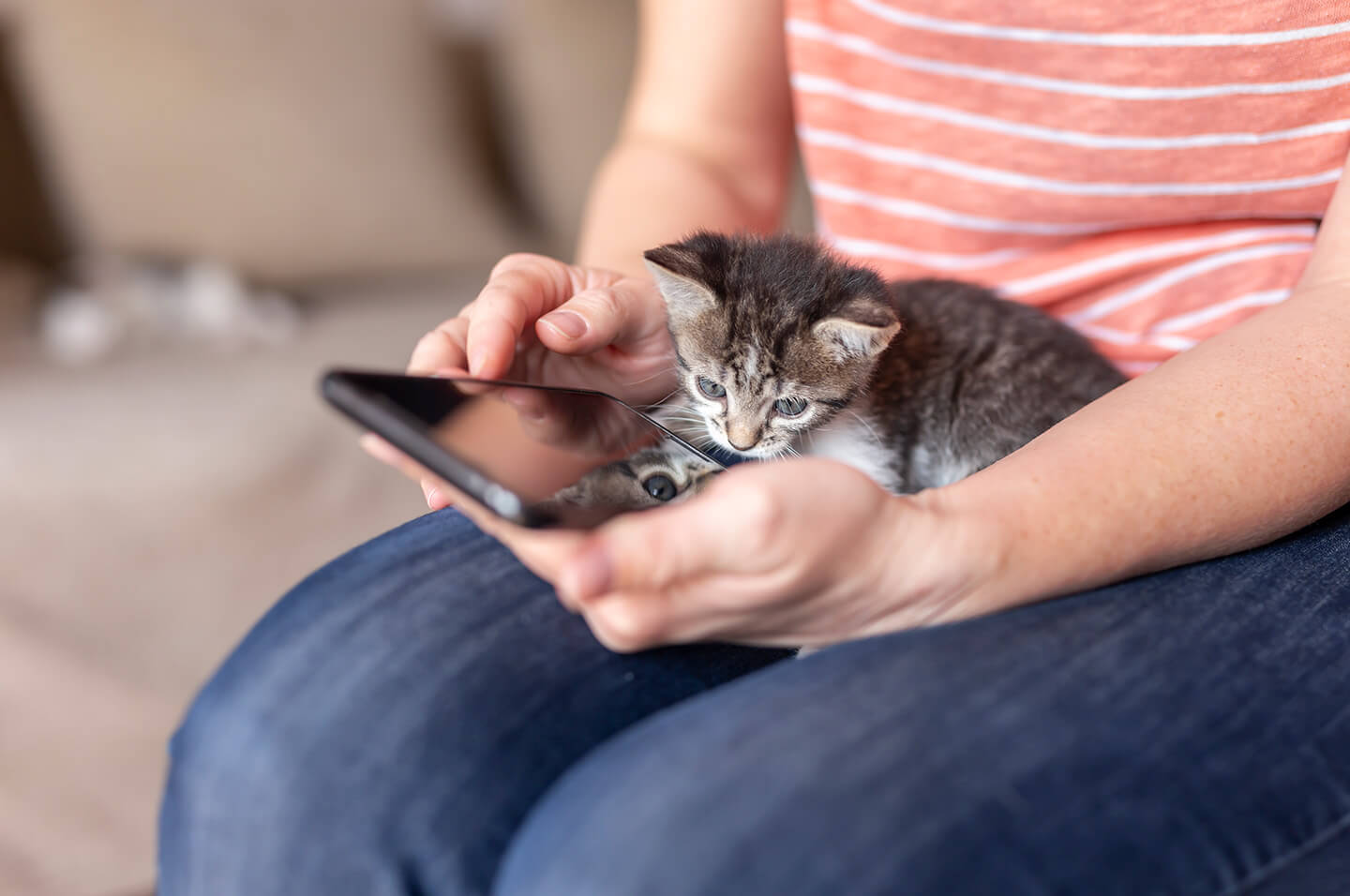 Kitten sitting on owner's lap while they are using their mobile phone. Credit: Vladans