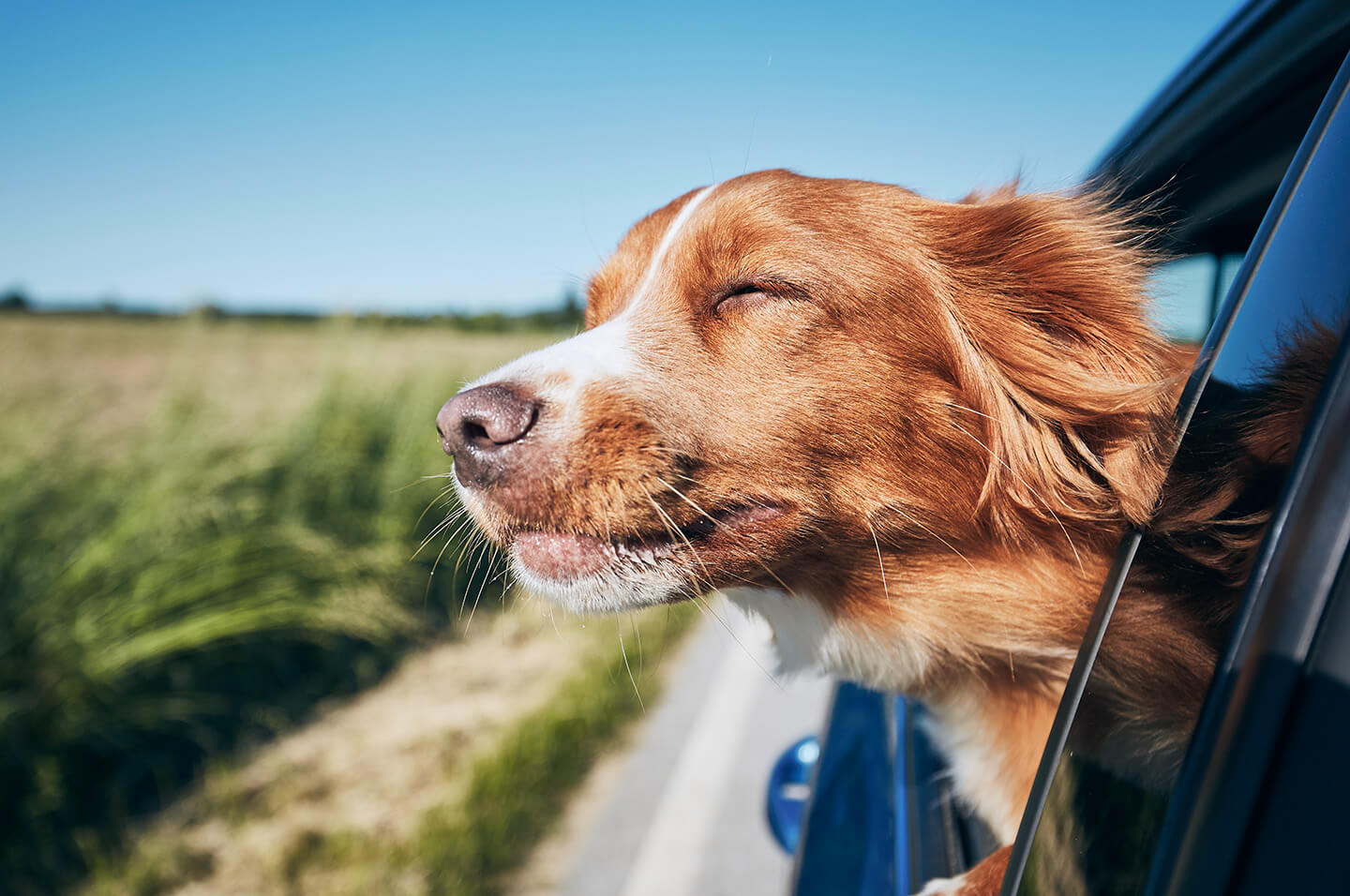 Caramel dog with its head out of window of a moving car. Credit: Chalabala
