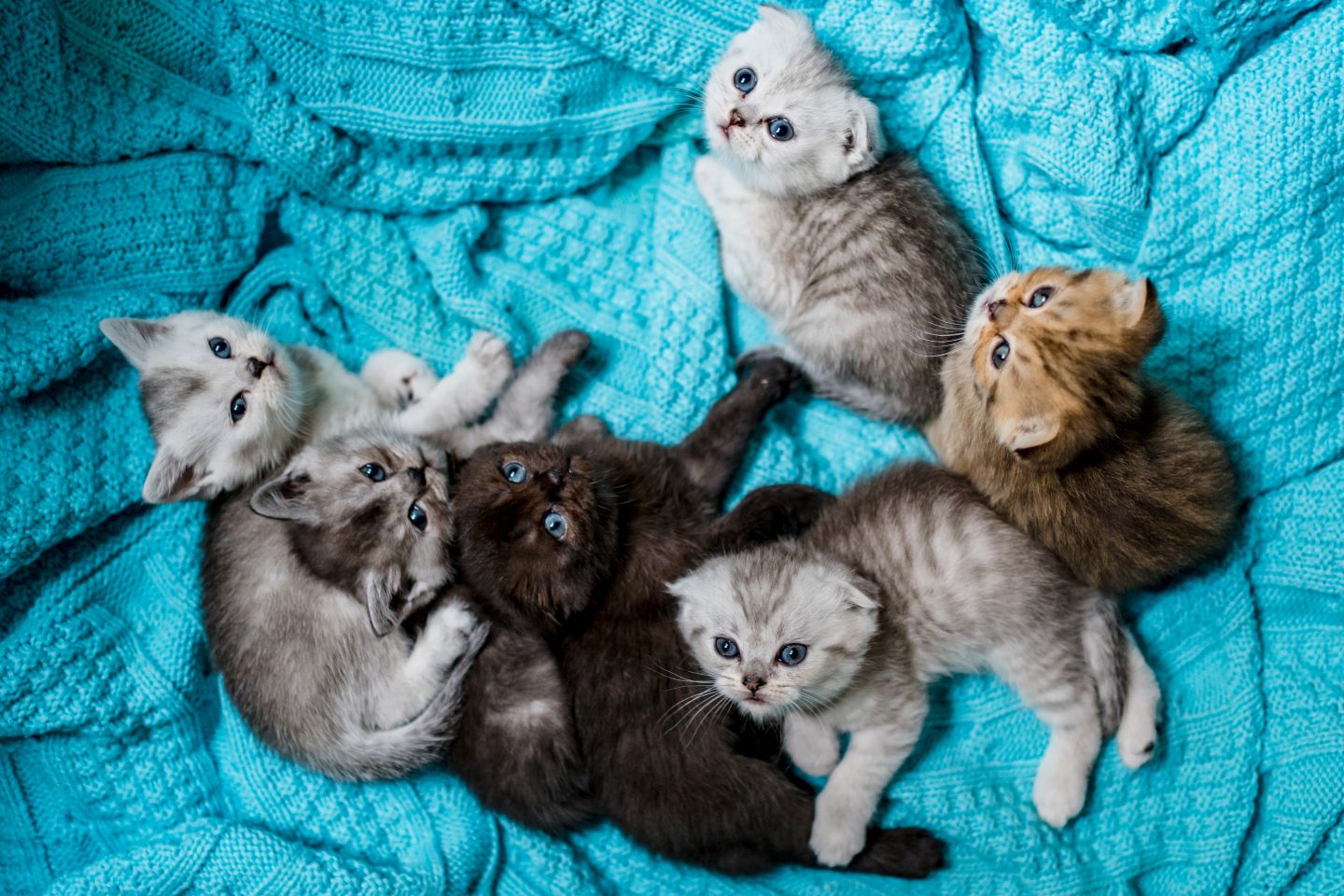 litter of British shorthair kittens on blue blanket